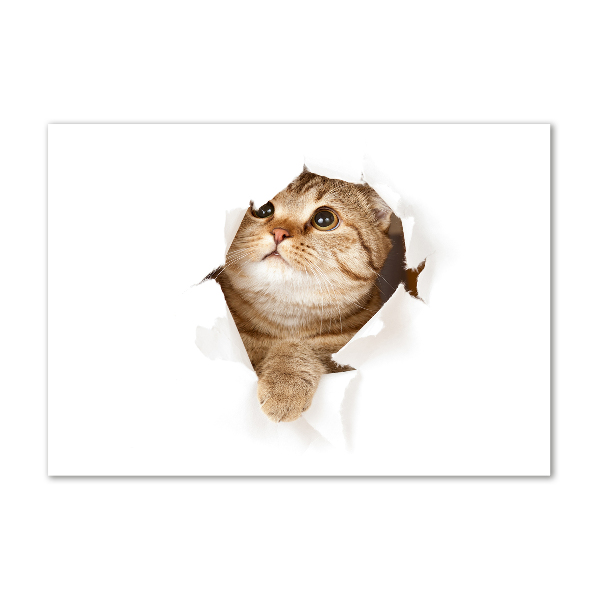Acrylbild Fotodruck Katze