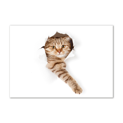 Acrylglas-Druck Katze