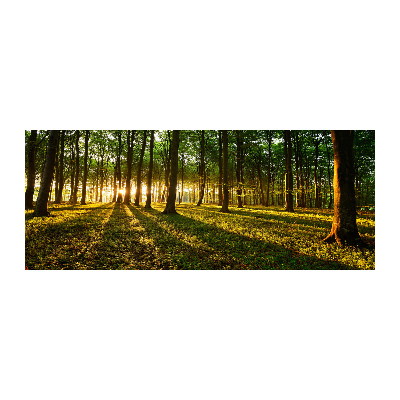 Acrylbild Fotodruck Sonnenstrahlen