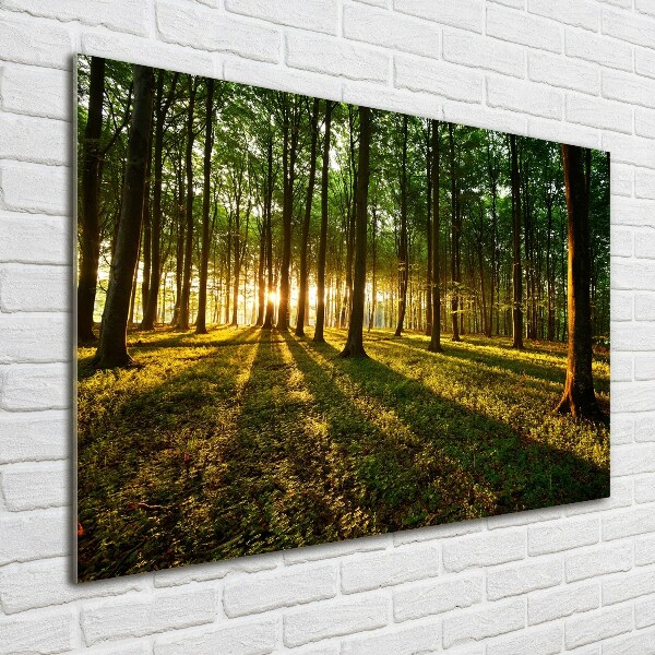 Acrylbild Fotodruck Sonnenstrahlen