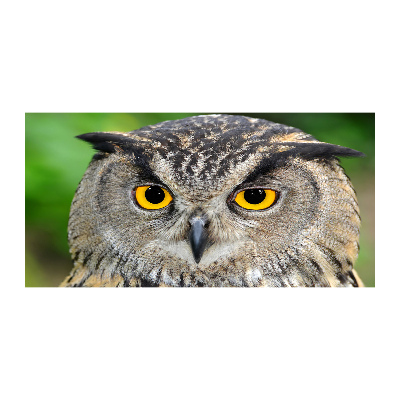 Acrylbild Fotodruck Eule