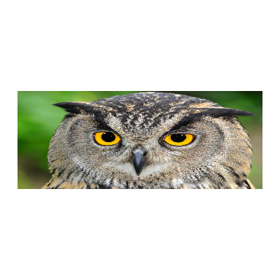 Acrylbild Fotodruck Eule