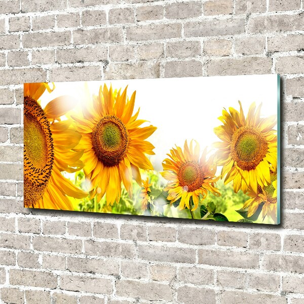 Acrylglas-Druck Sonnenblumen