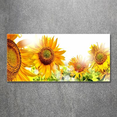 Acrylglas-Druck Sonnenblumen