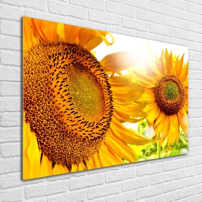 Acrylglas-Druck Sonnenblumen