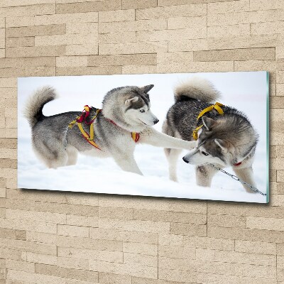 Acrylglas-Druck Huskys im Winter