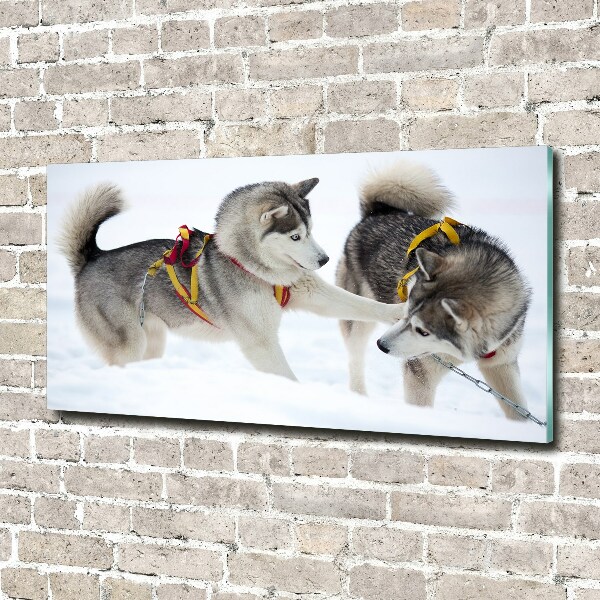 Acrylglas-Druck Huskys im Winter