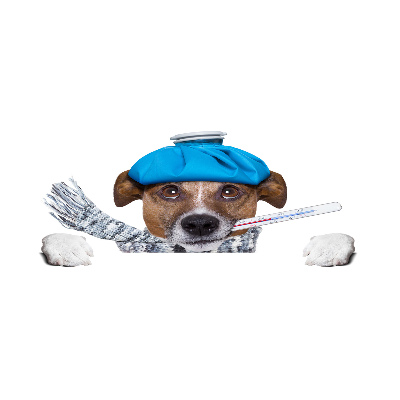 Foto auf Acryl Kranker Hund