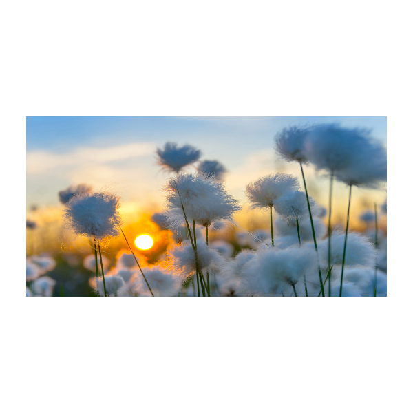 Bild auf Acrylglas Wollgras