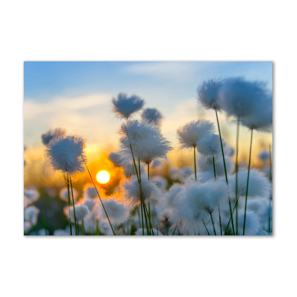 Bild auf Acrylglas Wollgras