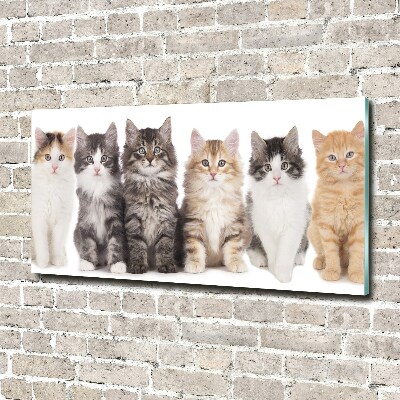 Acrylbild Fotodruck Sechs Katzen
