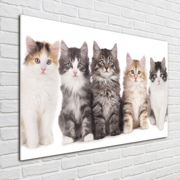 Acrylbild Fotodruck Sechs Katzen