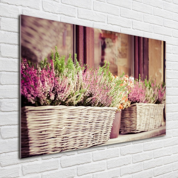 Acrylbild Fotodruck Lavendel im Topf