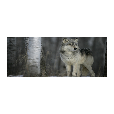 Acrylglas-Druck Grauer Wolf