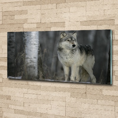 Acrylglas-Druck Grauer Wolf