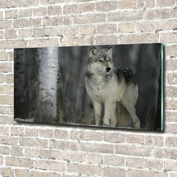 Acrylglas-Druck Grauer Wolf