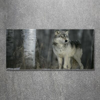 Acrylglas-Druck Grauer Wolf