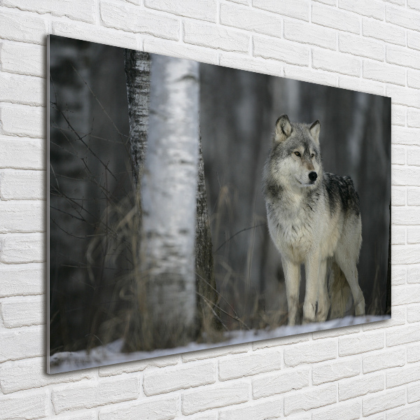 Acrylglas-Druck Grauer Wolf