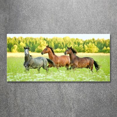 Foto auf Acryl Pferde im Galopp