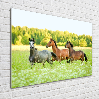 Foto auf Acryl Pferde im Galopp