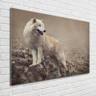 Acrylglas-Druck Weißer Wolf auf einem Felsen