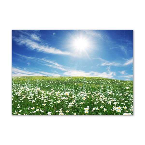 Foto auf Acryl Wiese