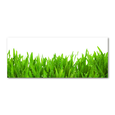 Acrylbild Fotodruck Gras