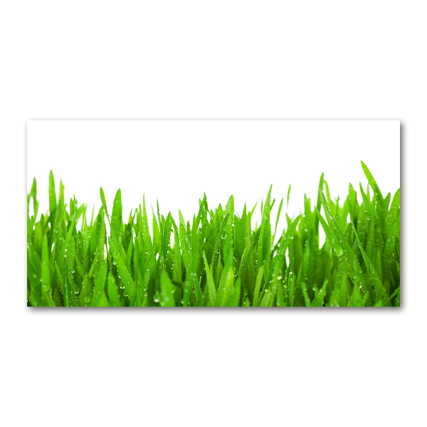 Acrylbild Fotodruck Gras