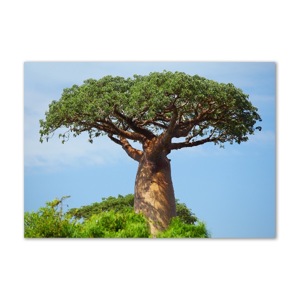 Acrylglas-Druck Baobab
