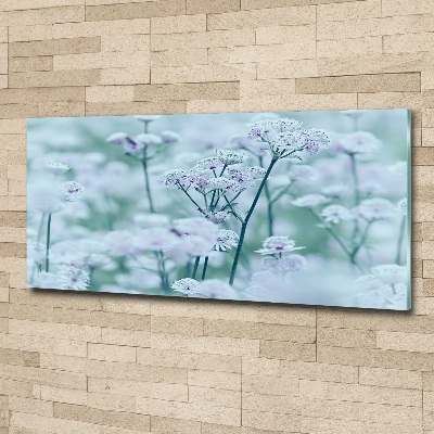 Acrylbild Fotodruck Großer Mantelkraut