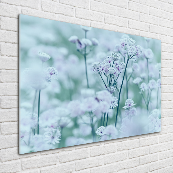 Acrylbild Fotodruck Großer Mantelkraut