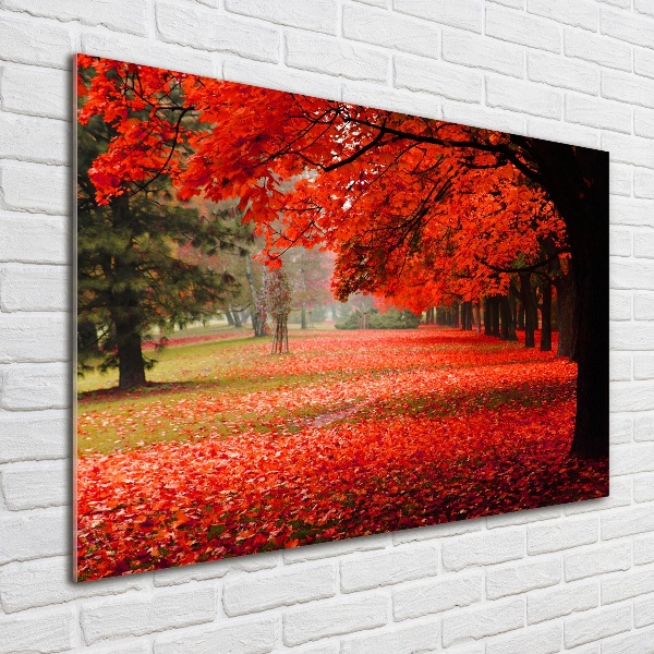 Acrylbild Fotodruck Bäume im Herbst