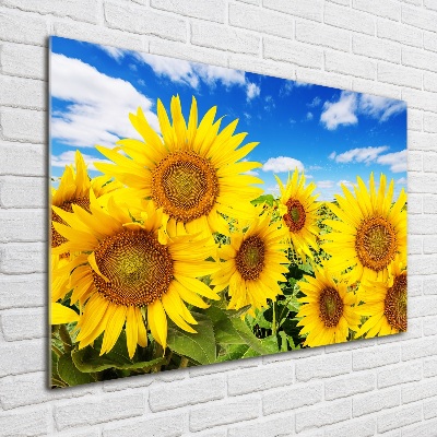 Bild auf Acrylglas Sonnenblumen