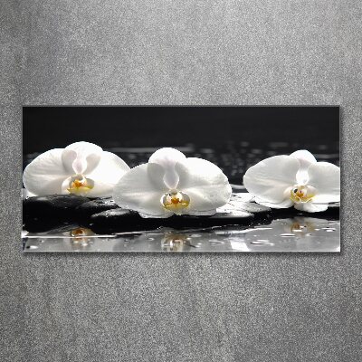 Acrylbild Fotodruck Orchidee