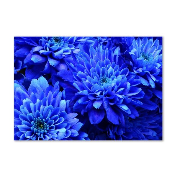 Acrylglas-Druck Blaue Aster