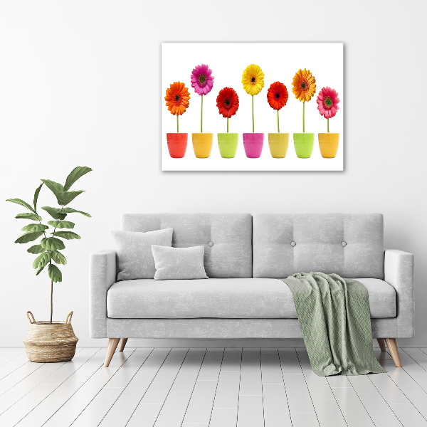 Foto auf Acryl Bunte Gerbera