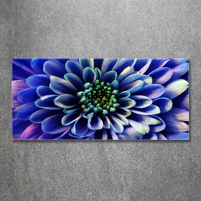 Bild auf Acrylglas Aster