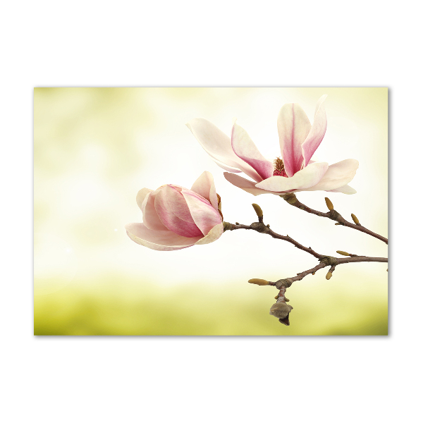 Acrylglas-Druck Magnolie