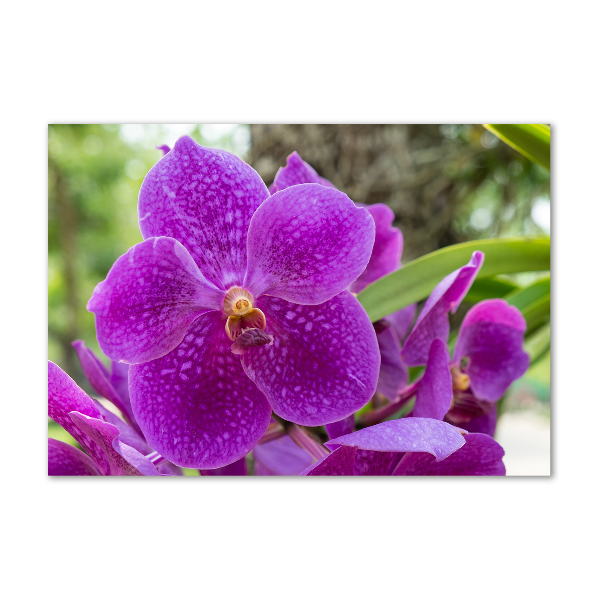 Bild auf Acrylglas Orchidee
