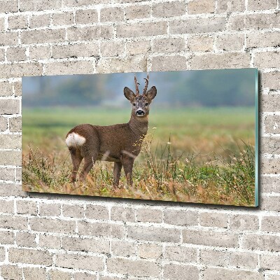 Acrylbild Fotodruck Rogen