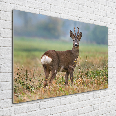 Acrylbild Fotodruck Rogen