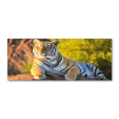 Acrylglas-Druck Porträt eines Tigers