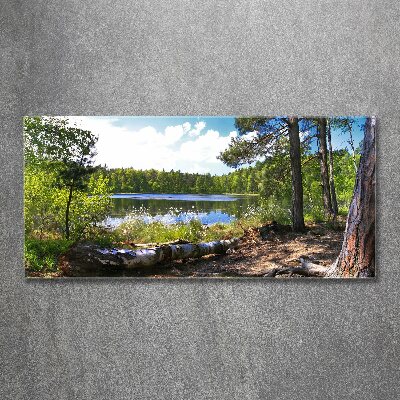 Acrylbild Fotodruck Waldpanorama