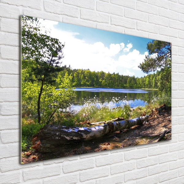 Acrylbild Fotodruck Waldpanorama