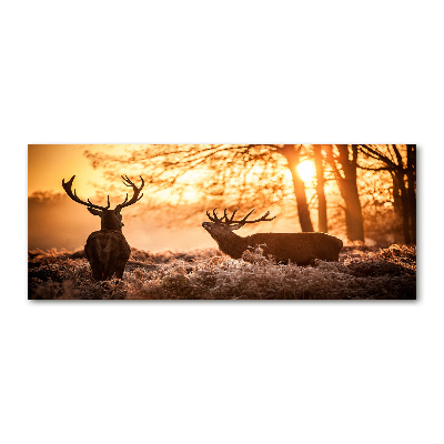 Foto auf Acryl Hirsch-Sonnenaufgang