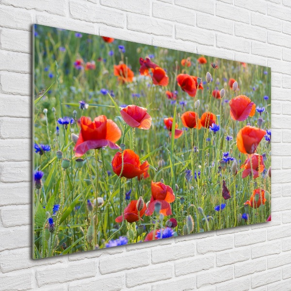 Foto auf Acryl Wildblumen