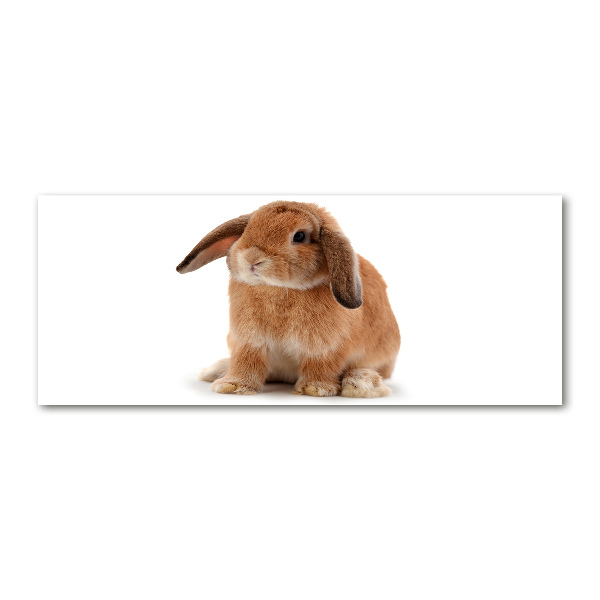 Acrylbild Fotodruck Rotes Kaninchen