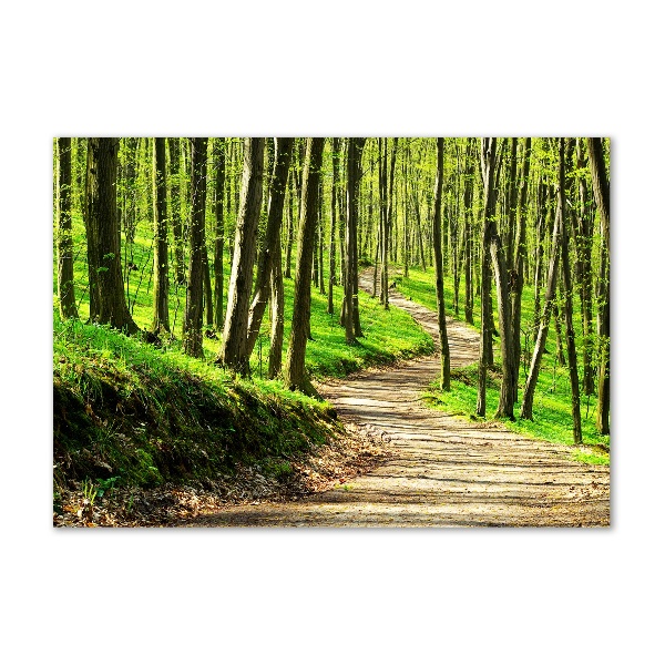 Foto auf Acryl Pfad im Wald