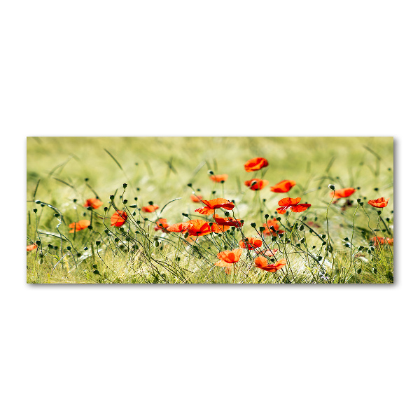 Acrylbild Fotodruck Mohnblumen