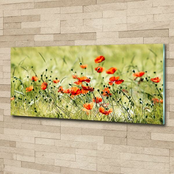 Acrylbild Fotodruck Mohnblumen